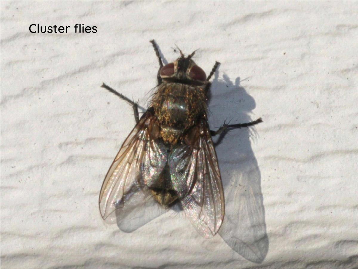 How to get rid of house flies naturally in 2022 Sparkling and Beyond